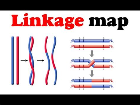 Linkage map | gene mapping - YouTube