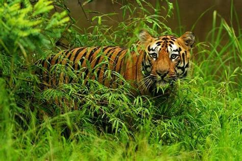 13 Places You Need To Visit For The Best Wildlife Experience in India