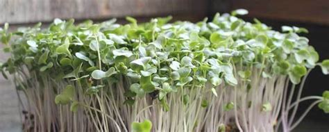 Broccoli Microgreens | 5oz – Harvest House