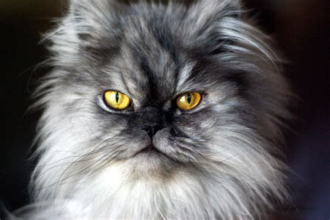 Persian Cat - Pentax User Photo Gallery