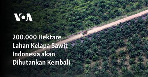 200.000 Hektare Lahan Kelapa Sawit Indonesia akan Dihutankan Kembali