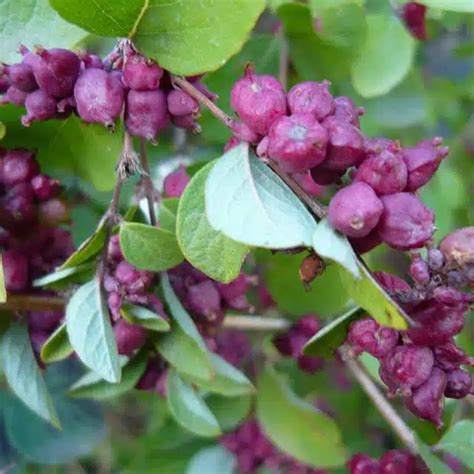 Symphoricarpos x doorenbosii (Snowberry) - position, watering, fertilization, pruning