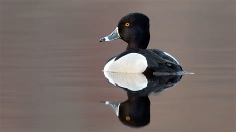 It's Time to Rename the Ring-necked Duck | Audubon