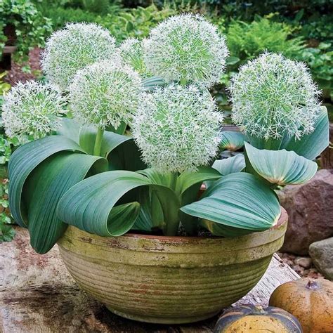 Allium karataviense 'Ivory Queen' Ornamental Onion - Plants4Home