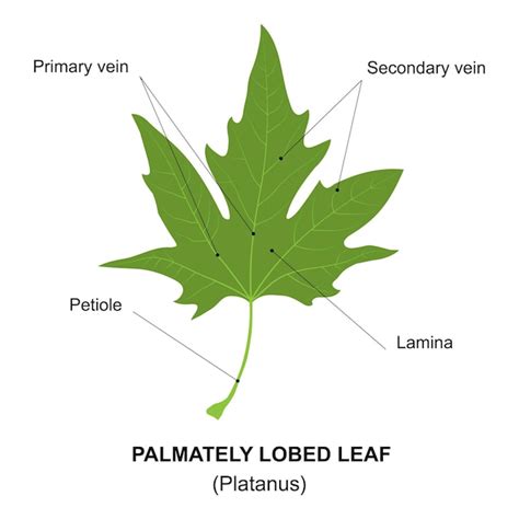 Premium Vector | Simple leaf diagram simple leaf example palmately ...