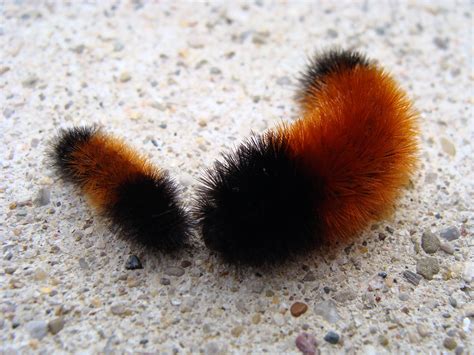 Big Black Fuzzy Caterpillar With Red Stripes Photo by andy reago chrissy mcclarren wikimedia ...