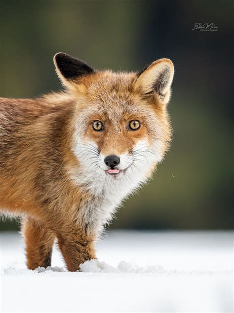 Fuchs Portrait Foto & Bild | tiere, fotos, natur Bilder auf fotocommunity