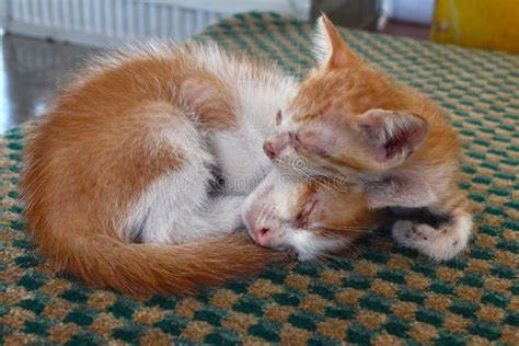 Two Cute Kittens Sleeping in the Street Stock Photo - Image of relax, sleeping: 63431654