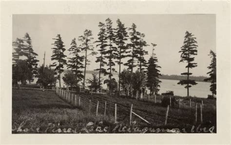 Shore Pines, Lake Nebagamon, Wis. | Postcard | Wisconsin Historical Society