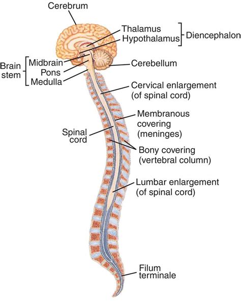 Central Nervous System Diagram Chart Nervous System Structure Images | The Best Porn Website