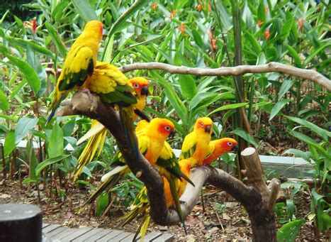 Kumarakom Bird Sanctuary Kerala - Home to Peculiar Variances of Birds