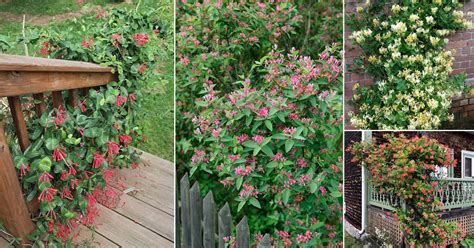 23 Different Types of Honeysuckle Varieties You Can Grow