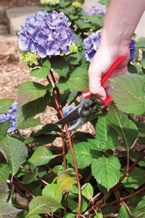 Hydrangea Planting and Care | Endless Summer