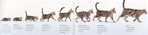 Ages Of Kittens With Pictures - citrontrend