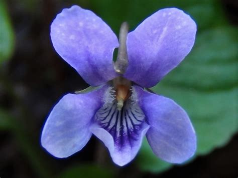 Violet, Wood Violet, Sweet Violet, English Violet, Violata odorata