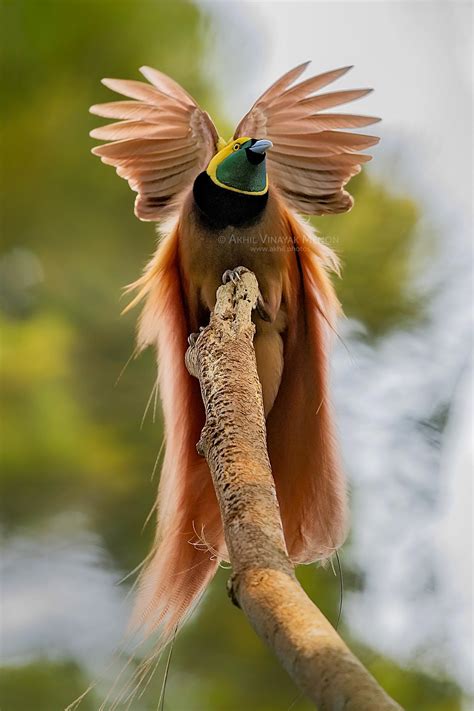 Raggiana Bird of Paradise from Papua New Guinea, an incredible sight... : r/wildlifephotography