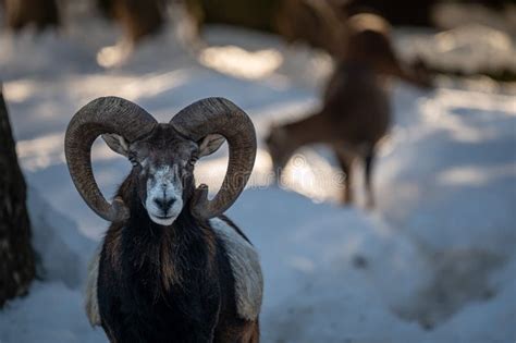 Portrait of a Sheep. European Mouflon of Corsica Stock Image - Image of view, outdoor: 238068865