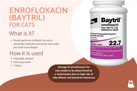 Baytril for Cats - Enrofloxacin Dosage, Uses and Side Effects