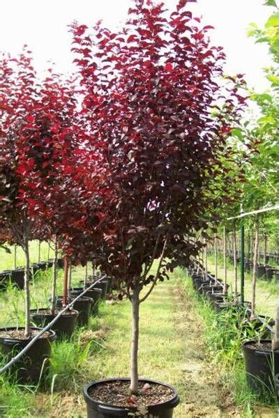 Krauter Vesuvius Flowering Cherry Plum Tree | Trees for front yard, Purple leaf plum tree, Front ...