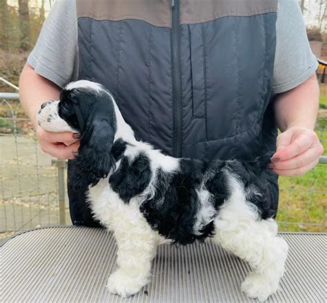 Cocker Spaniel Puppies For Sale