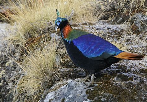 National Bird of Nepal,Lophophorus. Danfe, Dafe | Wallpapers Pictures Lovers