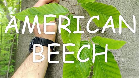 How to identify American beech (Fagus grandifolia) | TREE ID #7 - YouTube