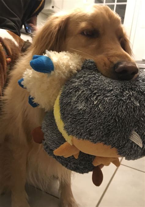 I can fit three toys in my mouth at once. Super golden! | I love dogs, Golden retriever, Dogs