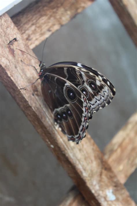 wings folded butterfly by ditney on DeviantArt