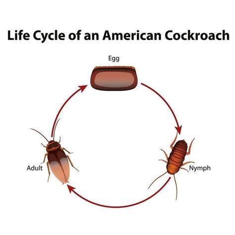 Cockroach's Life Cycle - Egg, Baby, and Adult Stages