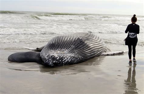 Officials: Whale found dead in NJ likely struck by vessel - WTOP News