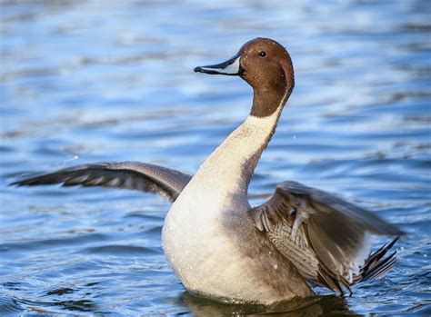 Beautiful northern pintail male duck Photograph by Judit Dombovari - Pixels