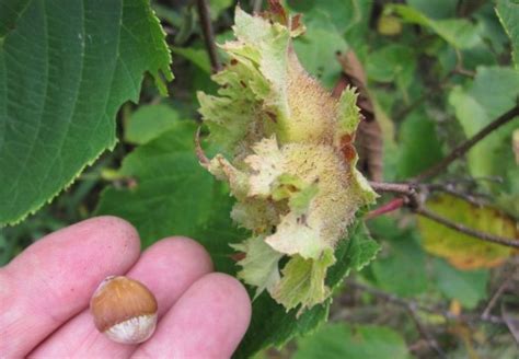 Hazelnuts - Growing guide for native varieties | Wild food, Hazelnut, Shrubs for borders