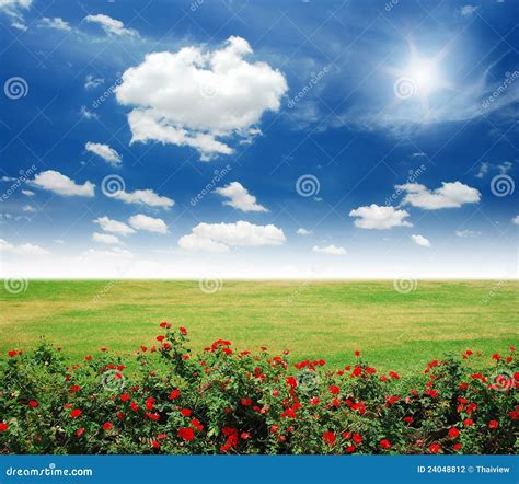 Garden red flower stock photo. Image of blossom, outdoors - 24048812