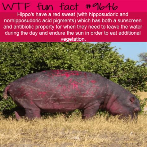 hippos have a red sweat with hipposudoric and