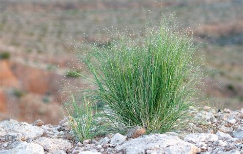 Native Grass Seed - American Meadows