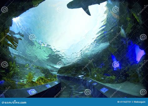 Aquarium tunnel stock image. Image of light, display - 41162731