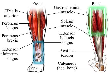 Extensor Digitorum Longus – Definition, Function, Pain, Injury and Pictures - Bodterms