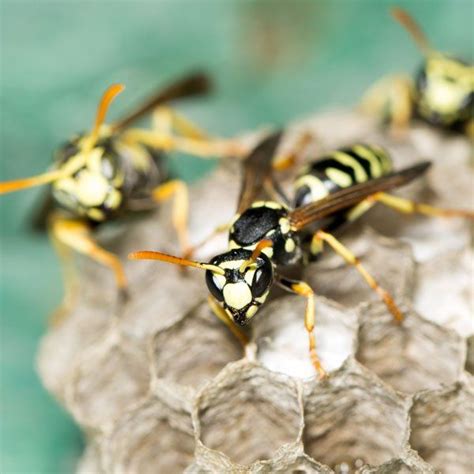 Yellow Jacket: How to Identify and Get Rid Of These Pests | Yellow jacket, Planet natural, Lawn ...