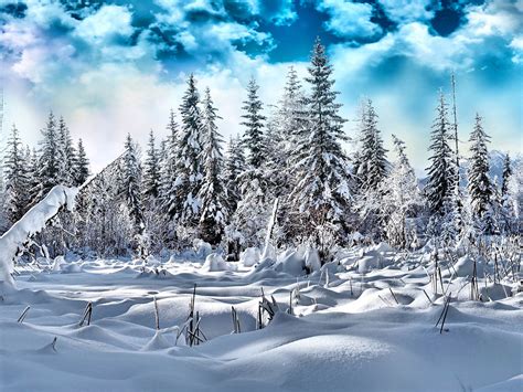 Winter Evergreen Forest Wallpapers - Wallpaper Cave