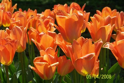 Free photo: Orange Tulips - Beautiful, Beijing, Bloom - Free Download - Jooinn