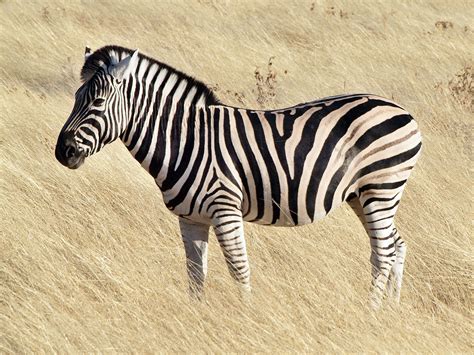 File:Common zebra 1.jpg - Wikipedia