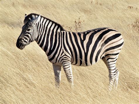 What color are zebras? – HudsonAlpha Institute for Biotechnology