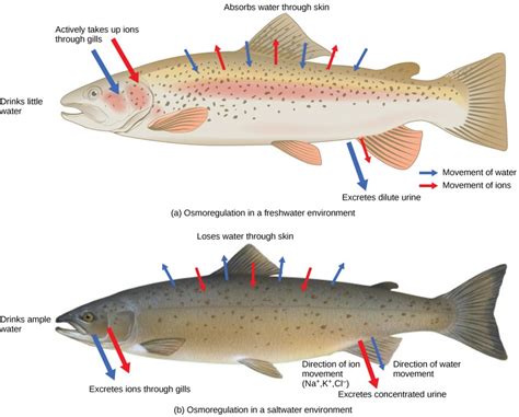 Living Organisms Use Osmoregulation to Balance - Rayne-has-Richards