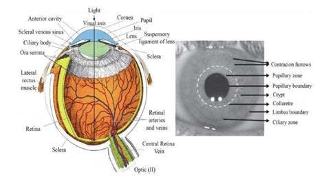 Iris anatomy: exterior (right) and inner (left) [12, 13]. | Download ...