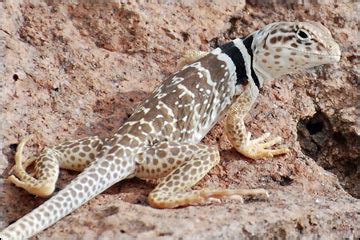 Wildlife Around Las Vegas, Lizards