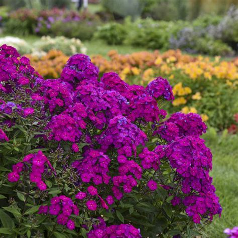 Luminary® 'Ultraviolet' - Tall Garden Phlox - Phlox paniculata | Proven ...