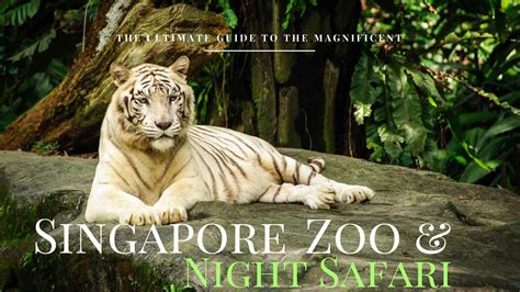 Night Safari Singapore - AricRaheeb