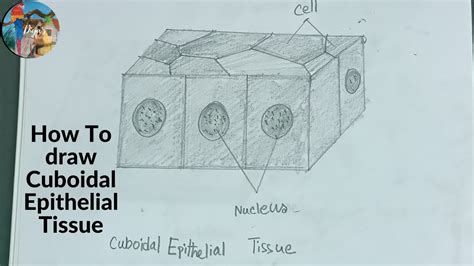 Simple Cuboidal Drawing