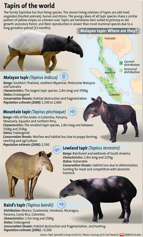 Largest New Mammal Discovery of 21st Century: Fifth Species of Tapir