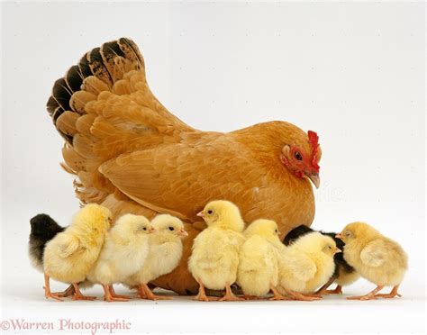 Buff Bantam Hen and chicks photo WP15414